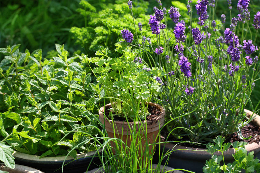 Herbs in Pot